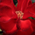 Czerwony  - Róże rabatowe floribunda - Satchmo